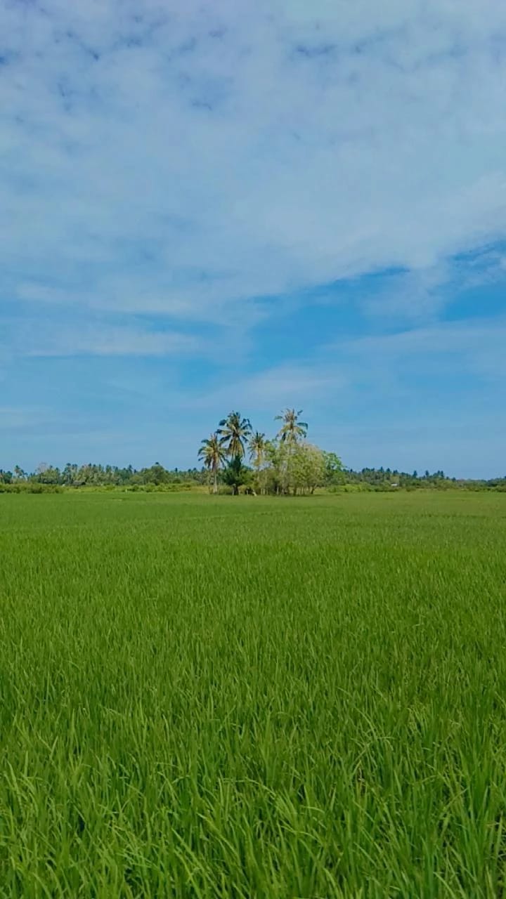 Pemandabgan sawah sebagai sumber mata pencaharian utama masyarakat Gampong Palong